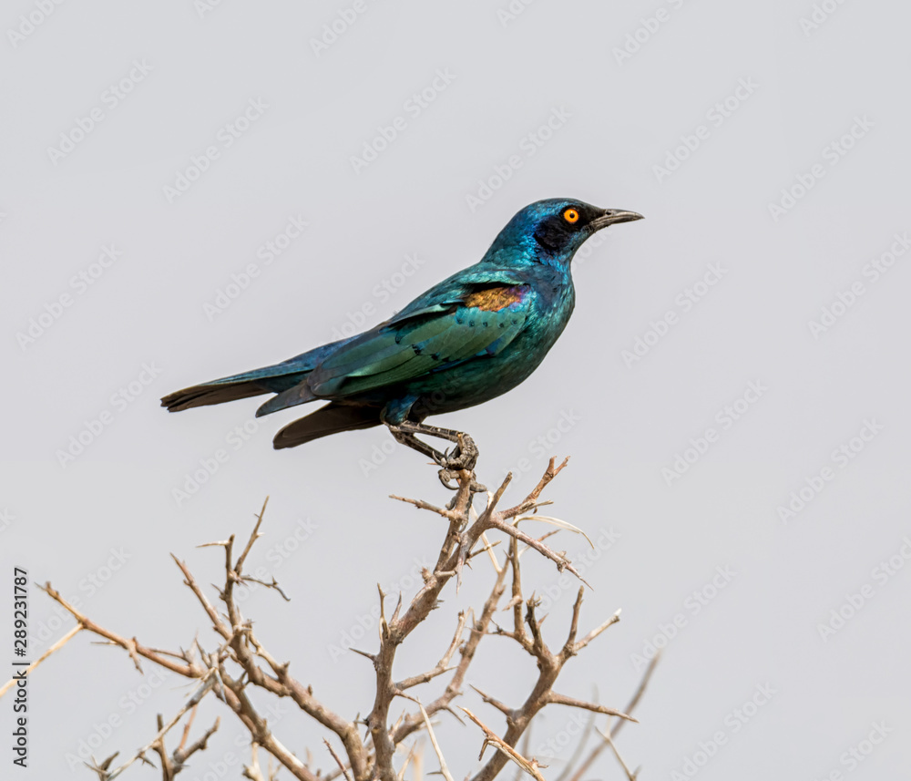 Obraz premium Glossy Starling