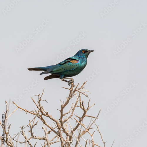 Glossy Starling