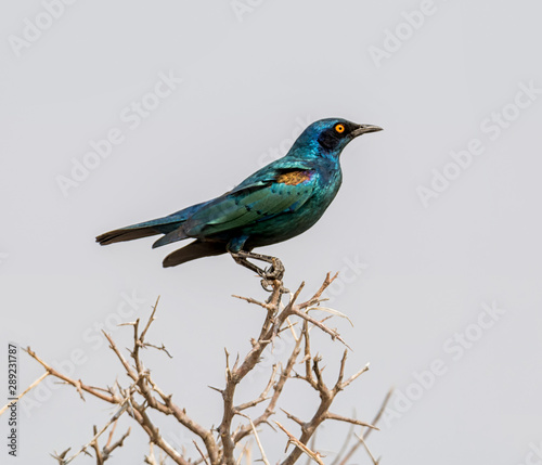Glossy Starling © Cathy Withers-Clarke