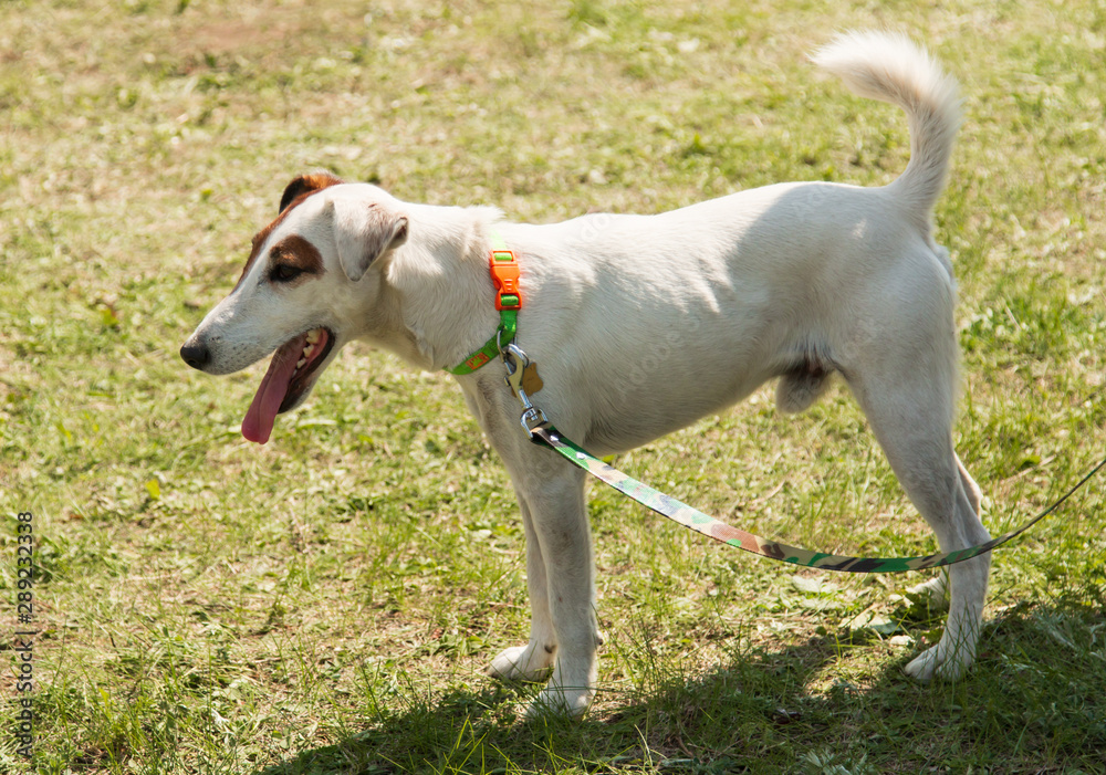 white dog with brown spots for a walk