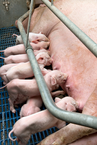 Lactation. Nursing. Feeding. Piglets. Pigs. Pig breeding. Stable. Netherlands.