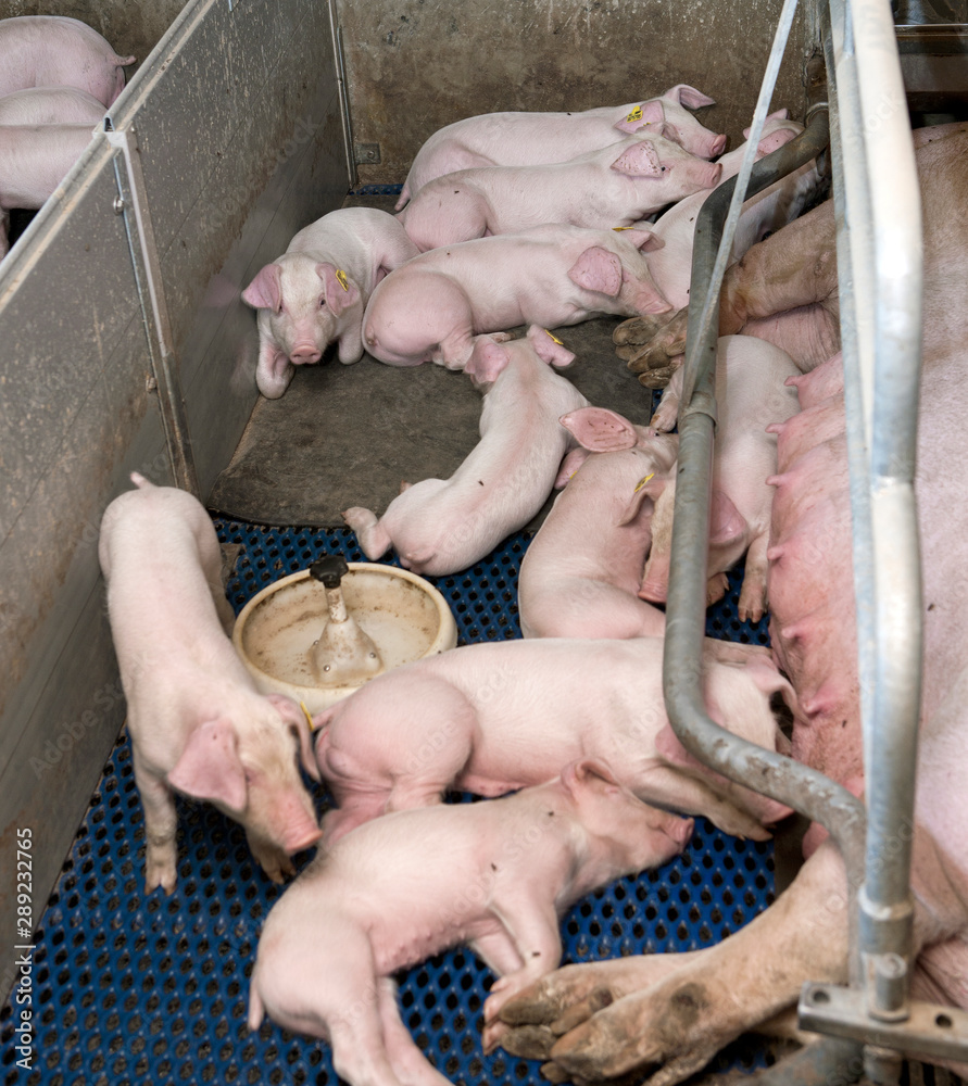 Lactation. Nursing. Feeding. Piglets. Pigs. Pig breeding. Stable. Netherlands. Lactation. Nursing. Feeding. Piglets. Pigs. Pig breeding. Stable. Netherlands.
