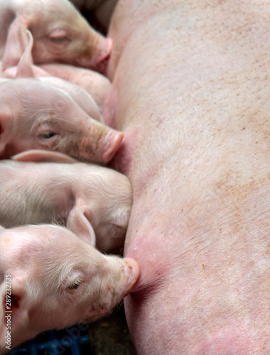 Lactation. Nursing. Feeding. Piglets. Pigs. Pig breeding. Stable. Netherlands. © A