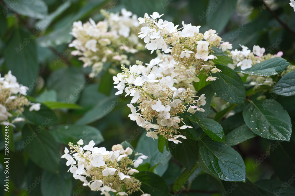 Hydrangea - Beautiful bush of hydrangea flowers in a garden. Hydrangea paniculata. Hydrangea - Beautiful bush of hydrangea flowers in a garden. Hydrangea paniculata.