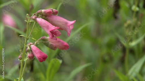 Steady, close up shot of blossomed pink penstemon flowers. photo