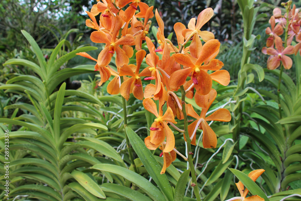 Fototapeta premium blooming orchids in the singapore botanic gardens in singapore