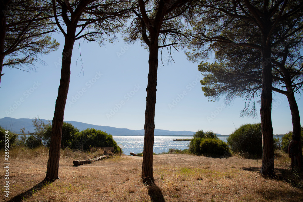 Pine trees and sea landscape at Orbetello wwf oasis. Patanella, Tuscany, Italy. Pine trees and sea landscape at Orbetello wwf oasis. Patanella, Tuscany, Italy.