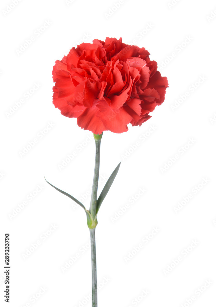 Beautiful carnation flower on white background Beautiful carnation flower on white background
