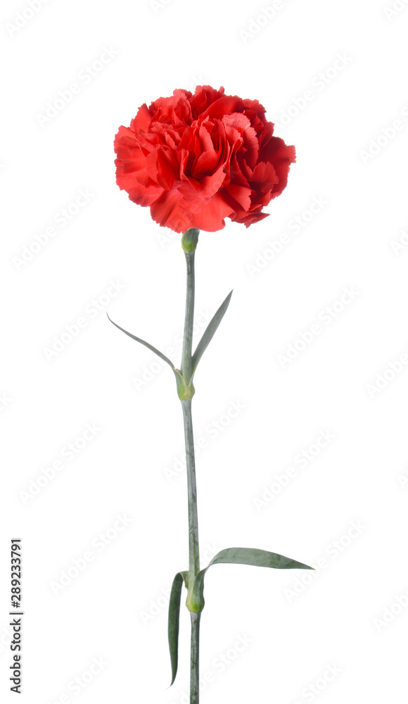 Beautiful carnation flower on white background Beautiful carnation flower on white background