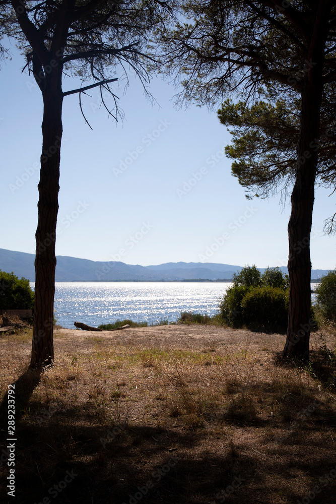 two Pine trees and sea landscape at Orbetello wwf oasis. Patanella, Tuscany, Italy. two Pine trees and sea landscape at Orbetello wwf oasis. Patanella, Tuscany, Italy.