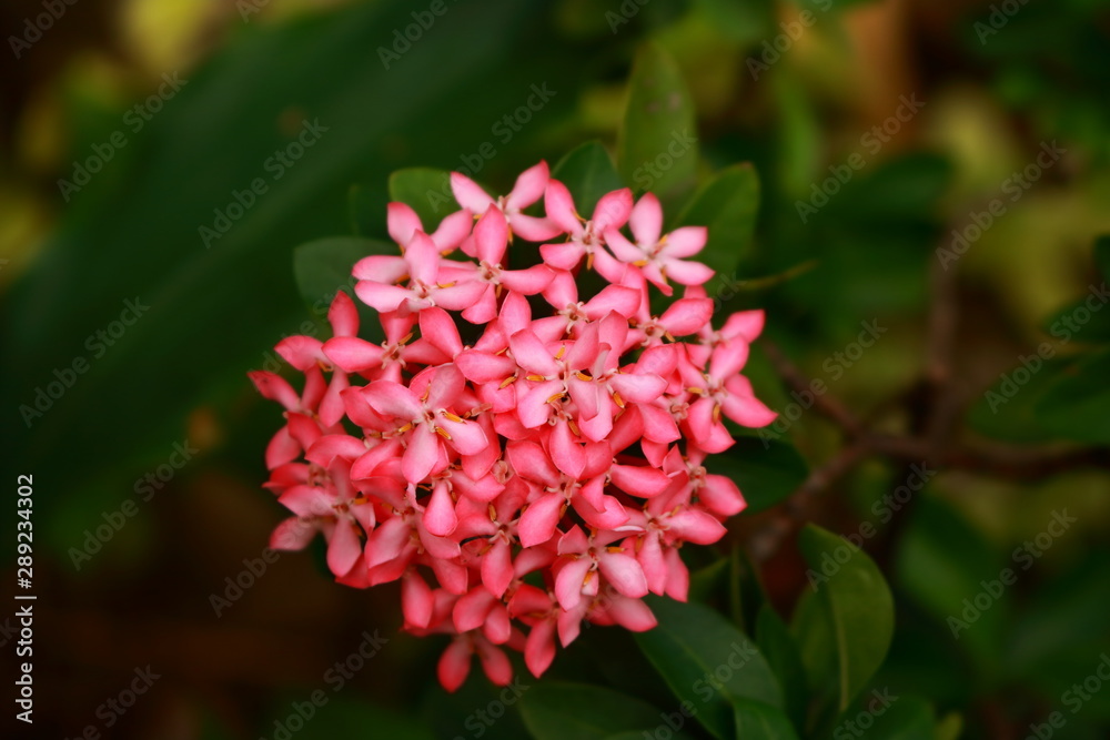 Pink ixora or west indian jasmine in full bloom, selective focus