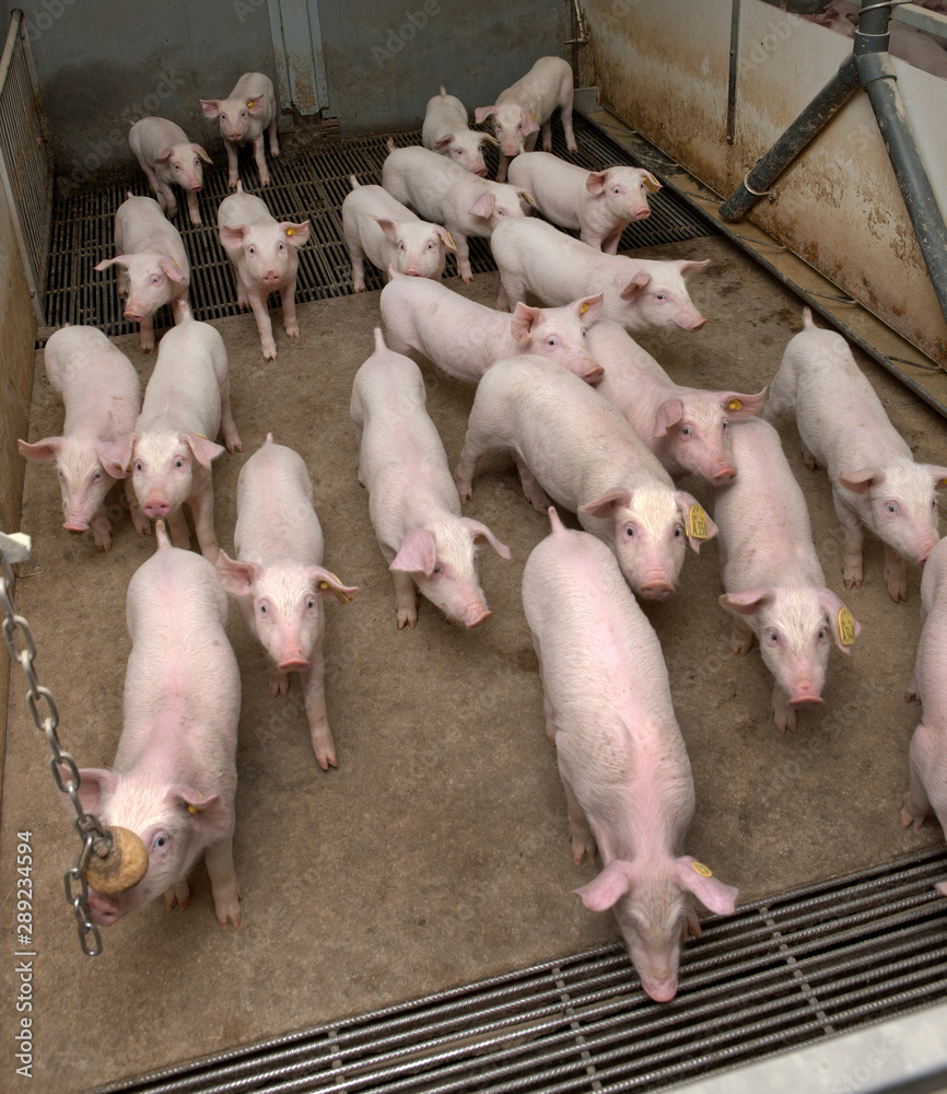 Piglets. Pigs in stable. Pig breeding. Netherlands Piglets. Pigs in stable. Pig breeding. Netherlands