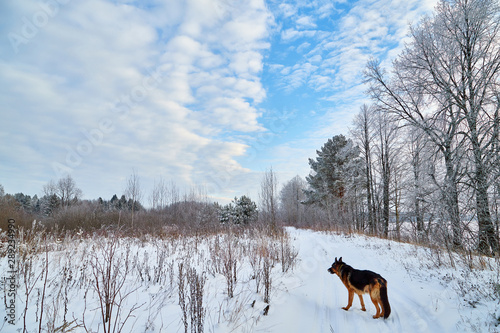 Winter landscape with snowy road with a dog, trees and blue sky with white clouds © keleny