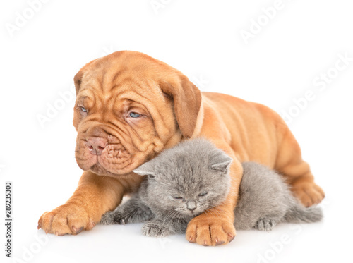 Fototapeta Naklejka Na Ścianę i Meble -  Mastiff puppy hugging gray kitten. isolated on white background