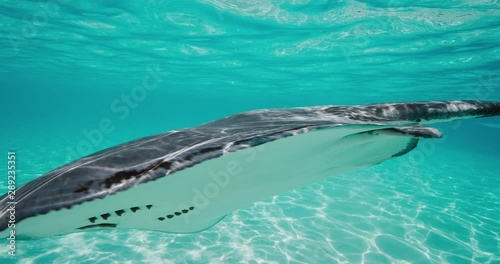 Stingrays swimming in turquoise blue ocean water with beautiful light patterns and a clean sandy ocean floor