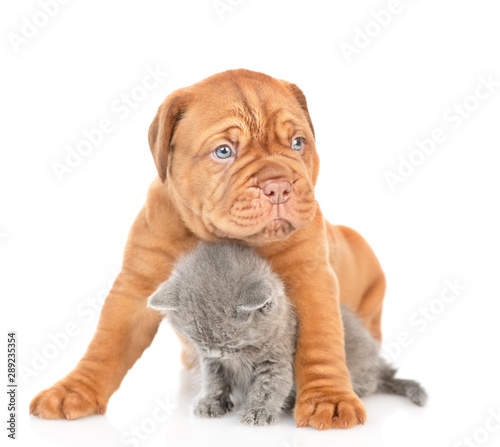 Mastiff puppy embracing baby kitten. isolated on white background