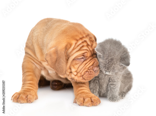 Mastiff puppy comforts a sad baby kitten. isolated on white background