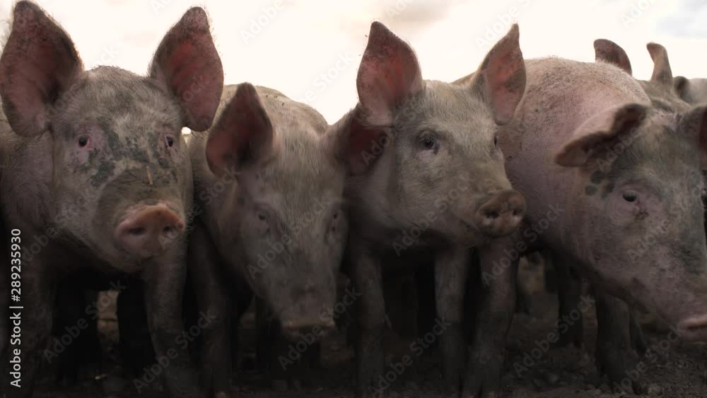 Free range pigs in a field close up shot Free range pigs in a field close up shot