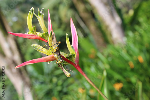 locust in the singapore botanic gardens in singapore
