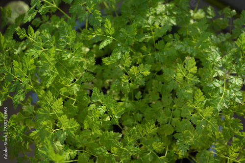 Green chervil plants grow in flower pot. Top view. Vegetable garden on the balcony.