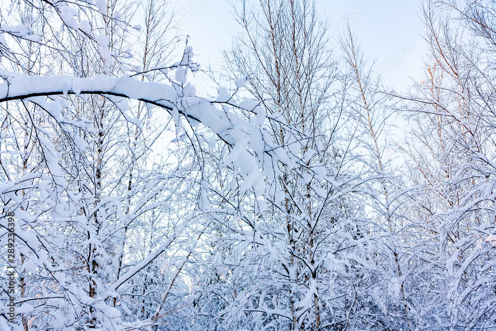 Beautiful winter landscape. Snow-covered branches of bushes in the light of sunset, can be used as a background or texture Beautiful winter landscape. Snow-covered branches of bushes in the light of sunset, can be used as a background or texture