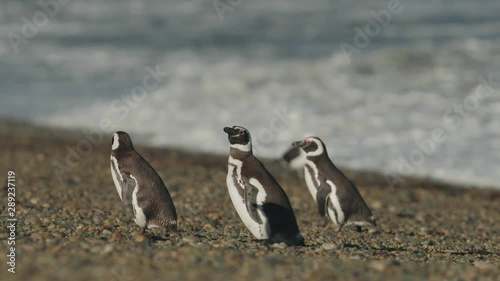 Penguin walking up the beach photo