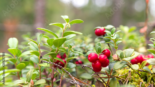 Bunch of lingonberries on a branch in the forest surrounded by white and green moss