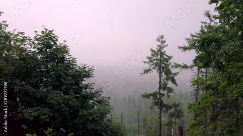 Misty forest view with hail storm, Tatra mountains, Slovakia photo