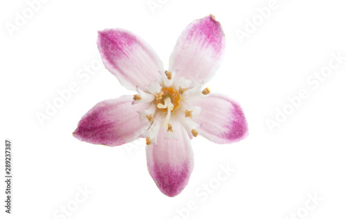 Deutzia flower isolated
