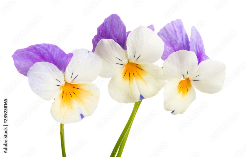 Fototapeta premium pansy flower isolated