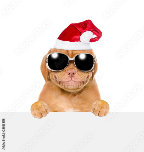 Smiling pupy in red christmas hat  and sunglasses above white banner. isolated on white background © Ermolaev Alexandr