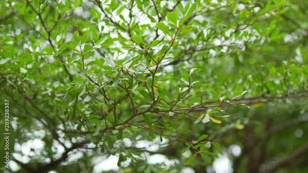 Tree branches moving by breezy wind Tree branches moving by breezy wind