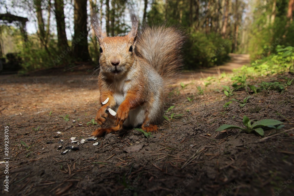 Naklejka premium Cute rodent looking at you, summer day in the Park, gray squirrel