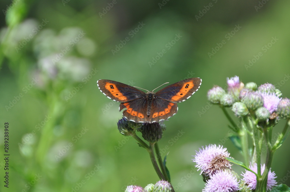 Obraz premium Mohrenfalter