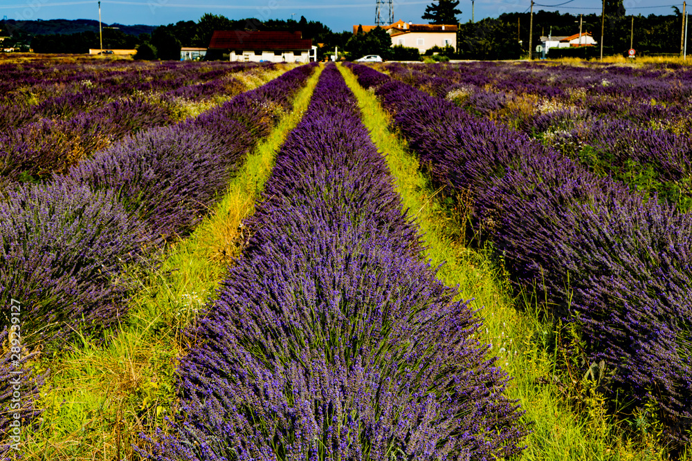 Naklejka premium .Beautiful lavender field in summer.