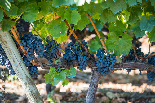 Red grape vines in espalier treated with sulphate in Ribera Sacra, Tronceda, Ourense, Galicia, Spain.