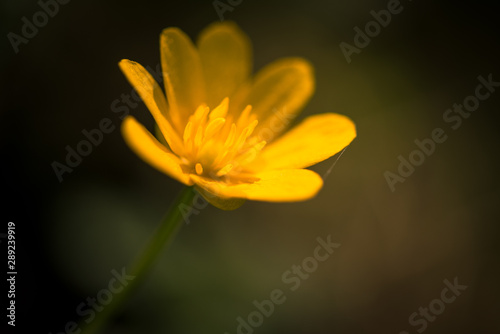 Small yellow spring flowers background  close-up