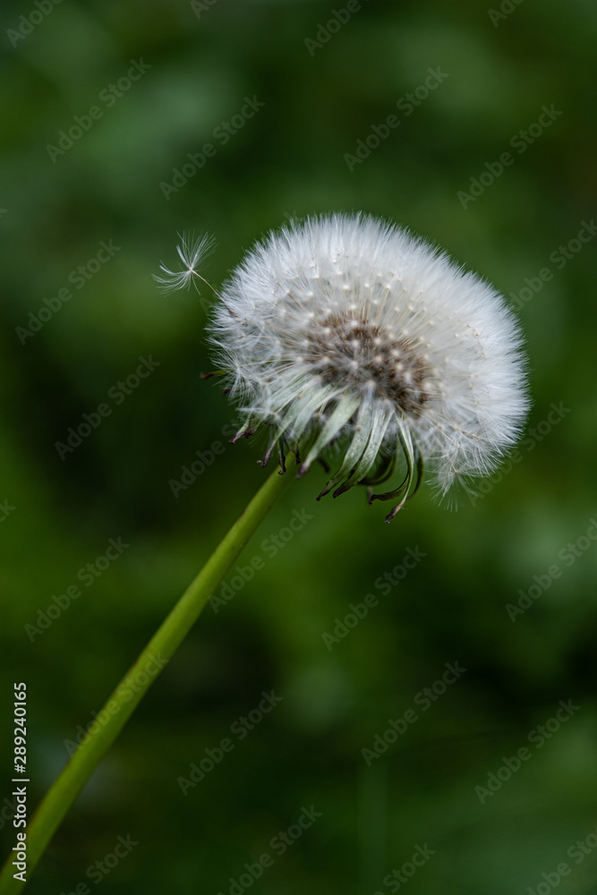 Close up of dandelion, very selective focus Close up of dandelion, very selective focus