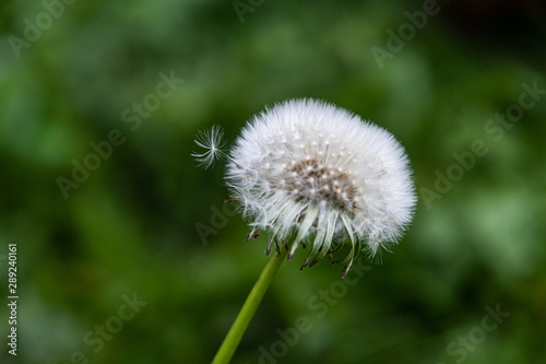 Close up of dandelion  very selective focus