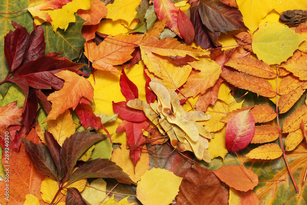 Background formed with bright autumn leaves Background formed with bright autumn leaves