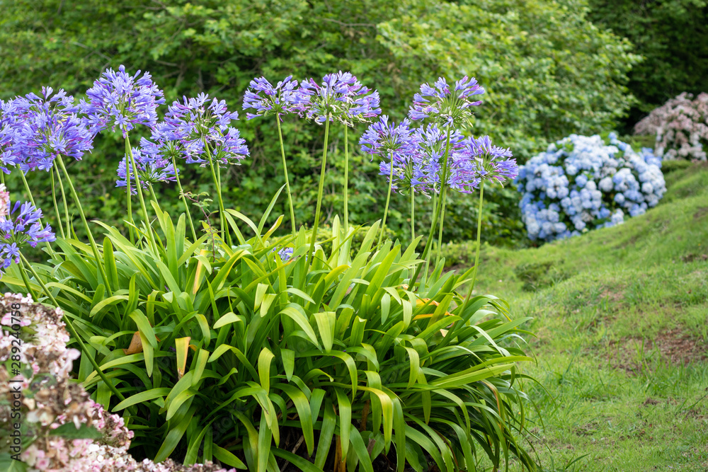 Obraz premium Lilies of the Nile flower - Agapanthus