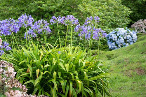 Lilies of the Nile flower - Agapanthus photo