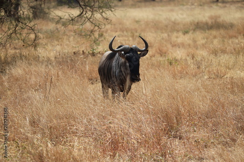 Fototapeta Naklejka Na Ścianę i Meble -  Serengeti National park