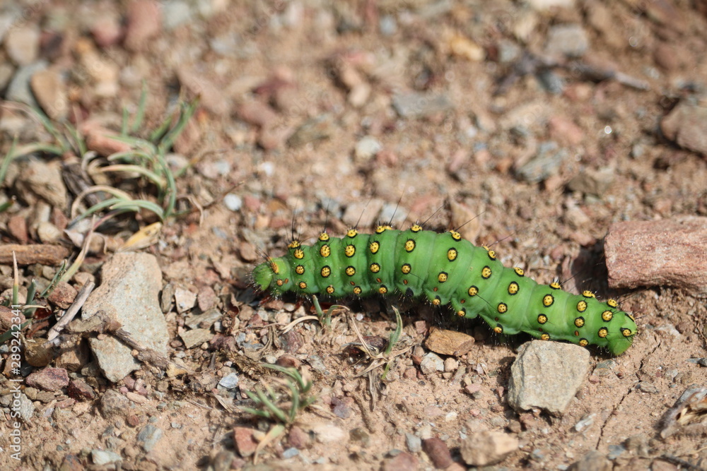 ORUGA VERDE CON MANCHAS AMARILLAS SOBRE LA TIERRA ORUGA VERDE CON MANCHAS AMARILLAS SOBRE LA TIERRA