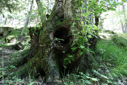 Foto TRONCO DE UN ÁRBOL CON UN HUECO REDONDO QUE PUEDE SERVIR COMO MADRIGUERA DE ALGÚ