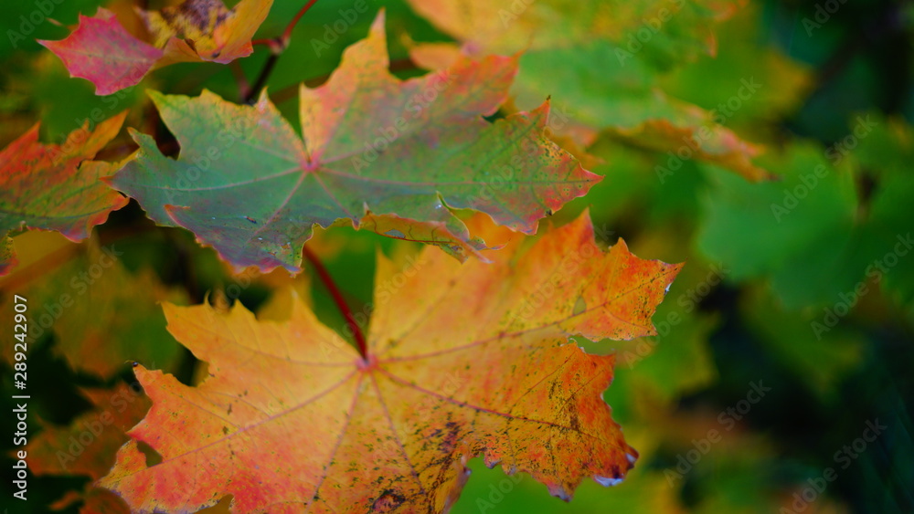 autumn background with multicolored. beautiful maple leaves yellow in city Park blurred background autumn background with multicolored. beautiful maple leaves yellow in city Park blurred background
