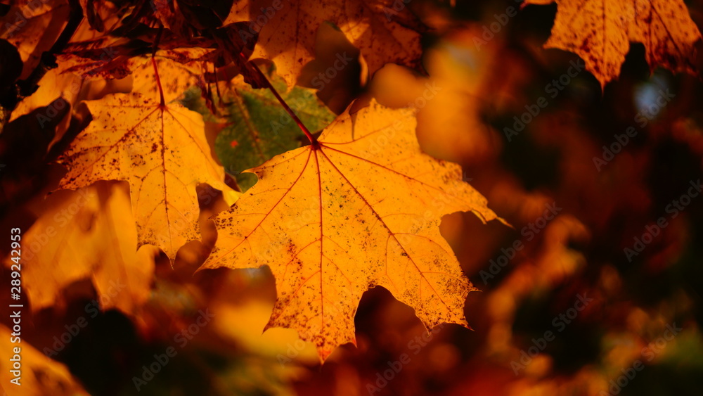 fiery autumn. beautiful maple leaves yellow red in city Park blurred background