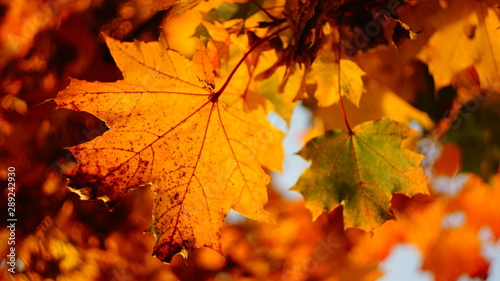 fiery autumn. beautiful maple leaves yellow red in city Park blurred background