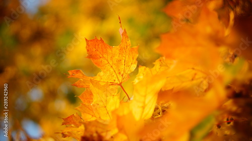 mellow autumn. beautiful maple leaves yellow golden in city Park blurred background