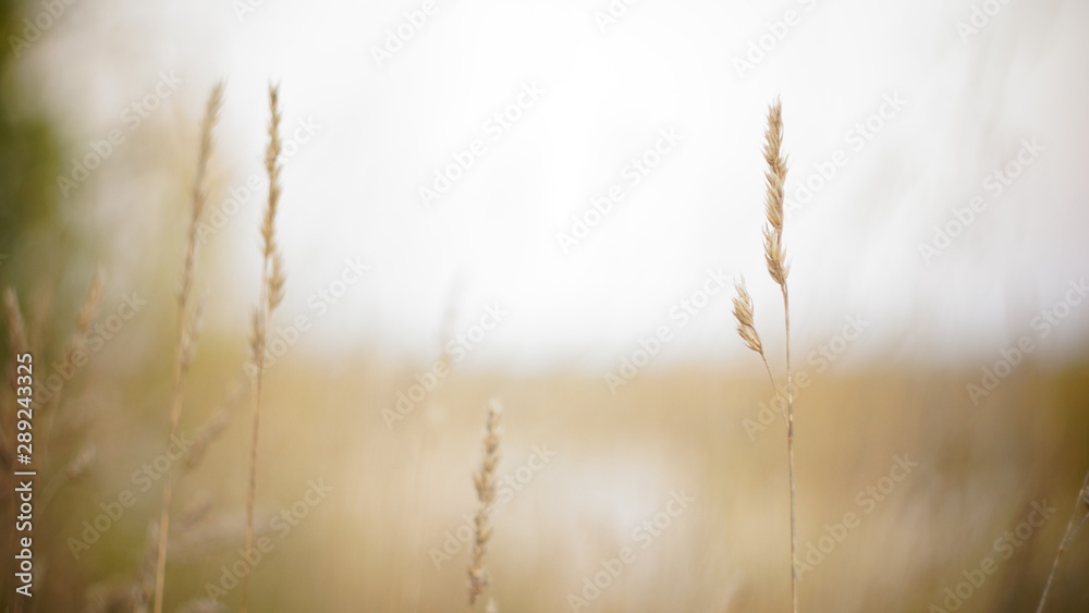autumn background. autumn field spikes fog foreground blurred background bokeh